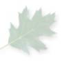leaf.jpg